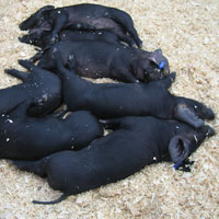 sleeping piglets