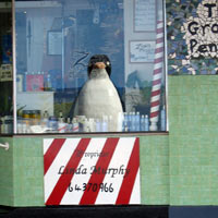 Penguin reflecting in the shop across the street