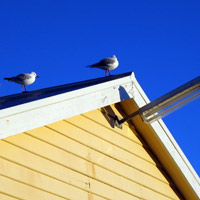 seagulls on the Stanley YHA building