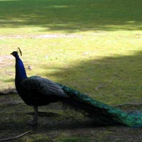 Peacock posing