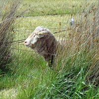 sheep in the grass