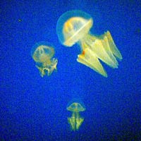 melbourne aquarium jellyfish