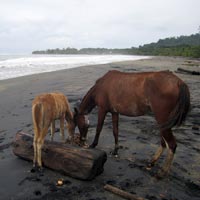 wild beach horses