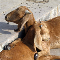 Friendly goats in India