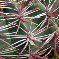 Mexican cactus closeup