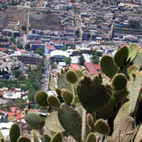 Mexican cactus in Zaccetacas
