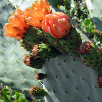 Mexican cactus in flower