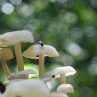 small bug on a mushroom
