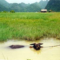 Vietnam water buffalo