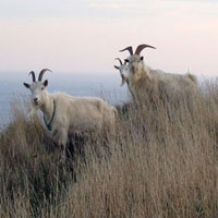 Goats in Whitby, UK