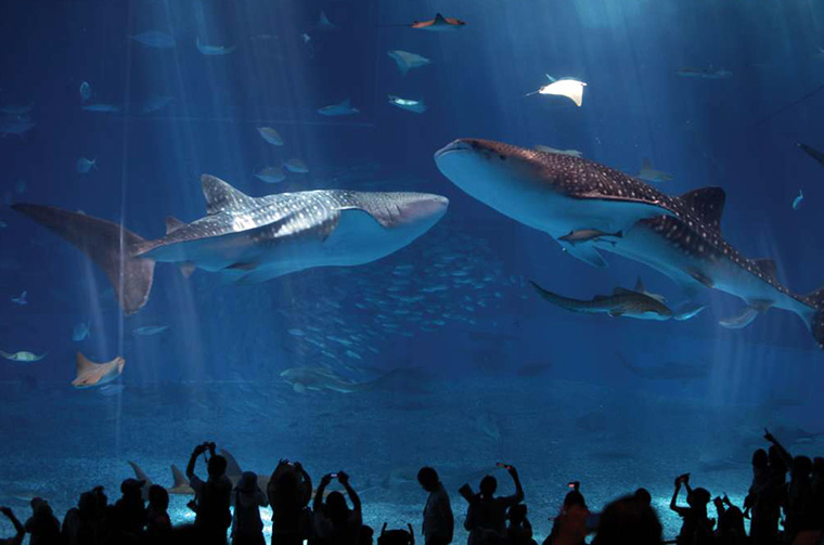 whale sharks at the Okinawa Churaumi Aquarium
