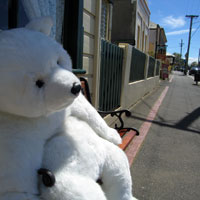 Big white teddy bear at Campbelltown in Tasmania