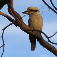 Australian Kookaburra
