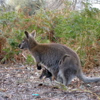 baby wallaby