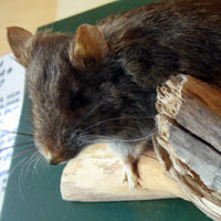 stuffed native rat from Australia