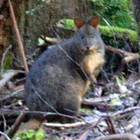 Australian marsupial pademelon