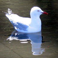 floating seagull