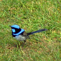 blue robin bird
