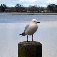 Ballarat Seagull