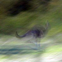 speedy kangaroo