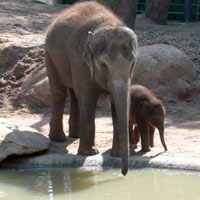 mali baby elephant
