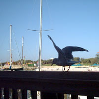 Perth Seagull