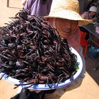 Eating tarantula in Cambodia (Phnom Penh)