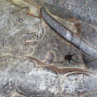 Spider on a carving at Ankor Wat, Cambodia