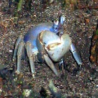 blue crab - Costa Rica