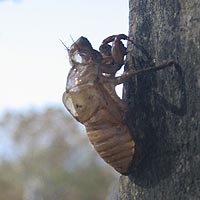 Insect Shell