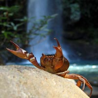 crab at the waterfall