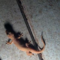 Gecko on the roof