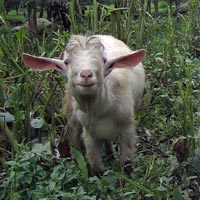 Pesky goat in Costa Rica