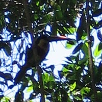 Tucan in Costa Rica