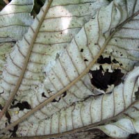 old dry leaf