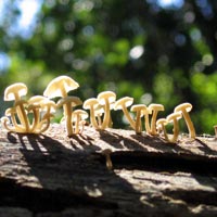 mushrooms in the sunlight