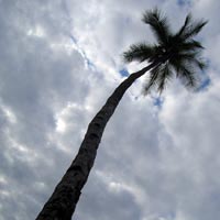 beach palm