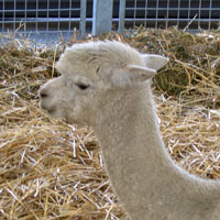 wooly alpaca
