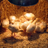 hatching chickens