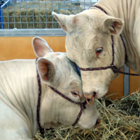 nuzzling cows
