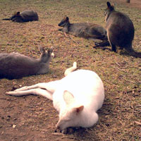 White Kangaroos