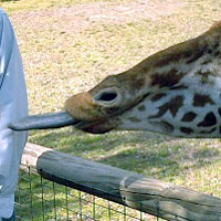long giraffe head