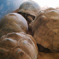turtle shells