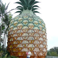 Big Pineapple in Nambour
