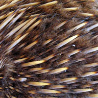 close up oft he spikes on the back of an echidna