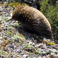 Echidna digging for ants