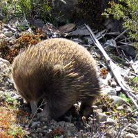 echidna digging for insects