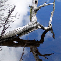 dead wood reflecting in the water