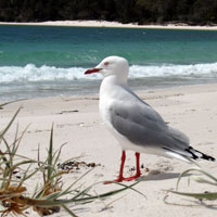 Seagull at Wineglass Bay