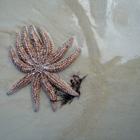 multi-legged star fish at the beach